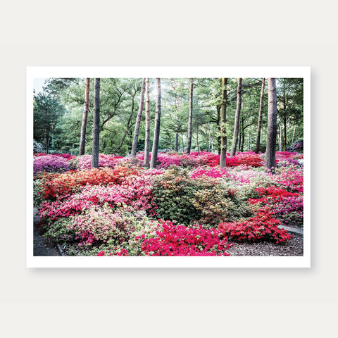 Rhododendron-Park - Sortengarten Ost Bremen (036) – Postkarte