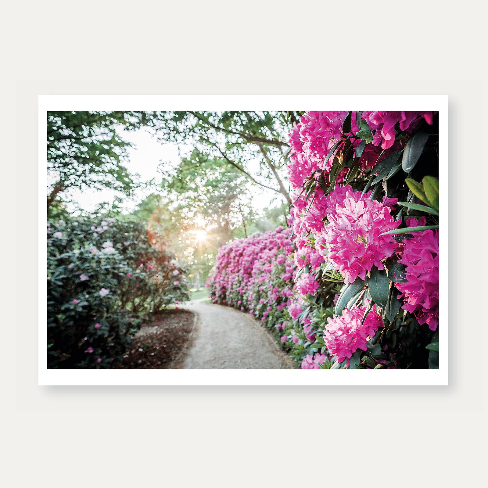 Rhododendron-Park Bremen Postkarte